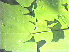 Green Leaves