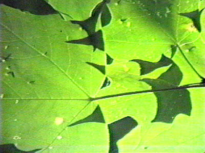 Green Leaves