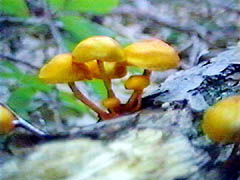 Six Orange Mushrooms