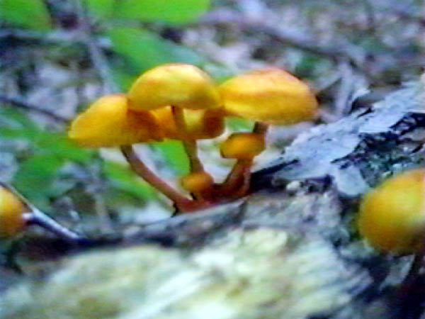 Six Orange Mushrooms
