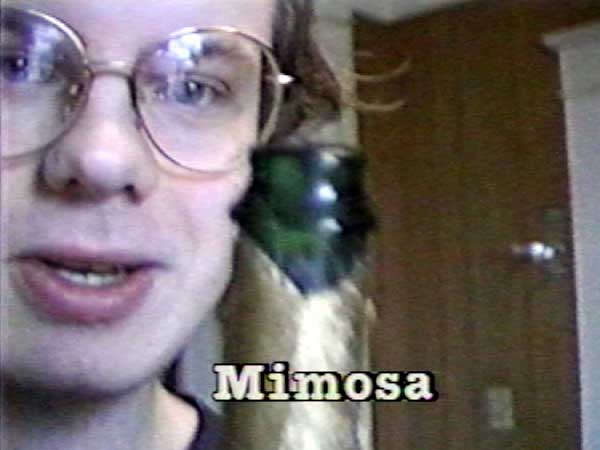 Mimosa