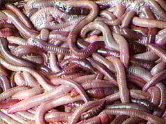 SmedWorms