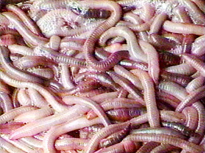 SmedWorms
