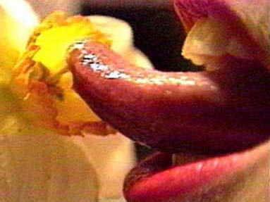 Penetrating the Flower