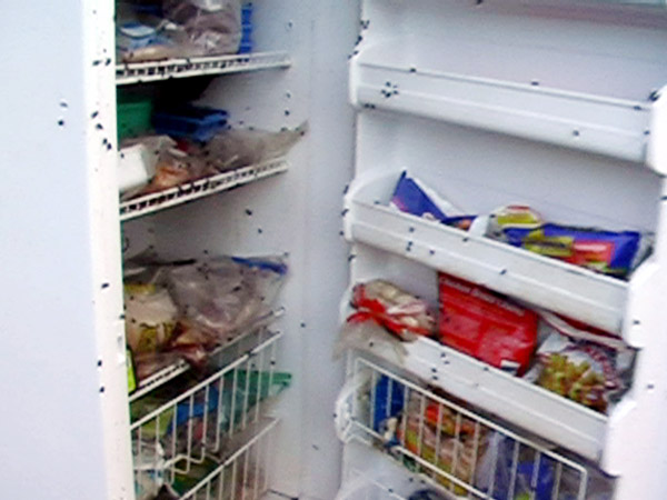 A Fridge Full of Flies